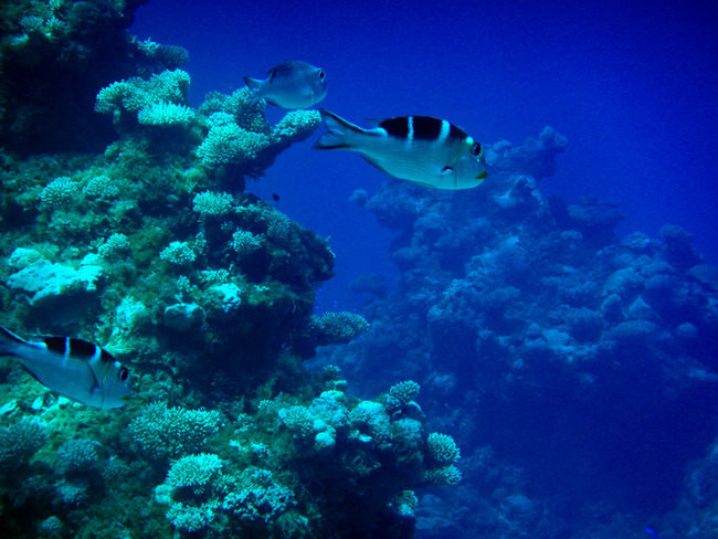 Pozdrowienia z atolu Suworowa (zdjęcia)