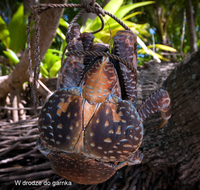 Pozdrowienia z atolu Suworowa (zdjęcia)