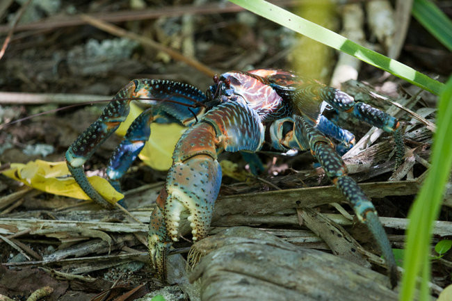 Pozdrowienia z atolu Suworowa (zdjęcia)