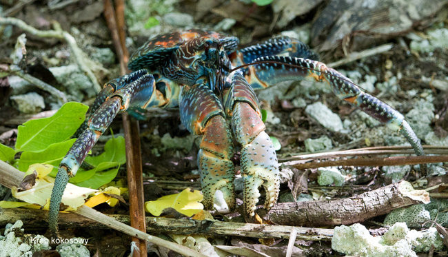 Pozdrowienia z atolu Suworowa (zdjęcia)