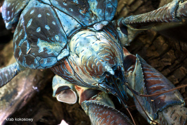 Pozdrowienia z atolu Suworowa (zdjęcia)