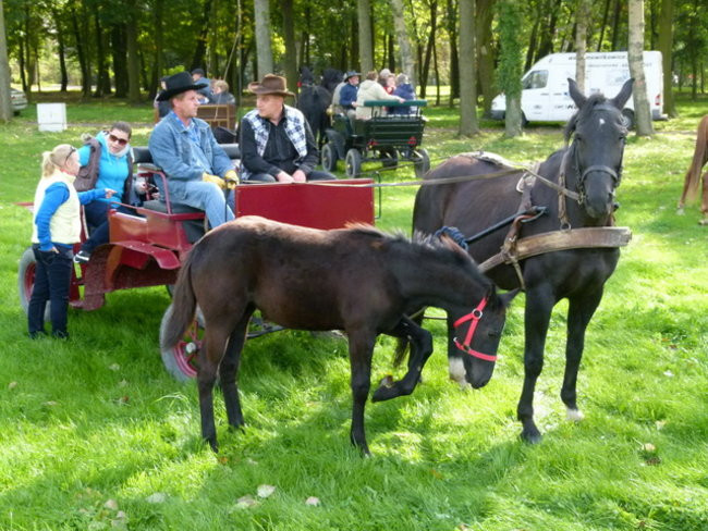 Za lisią kitą w Wilkowicach (zdjęcia)