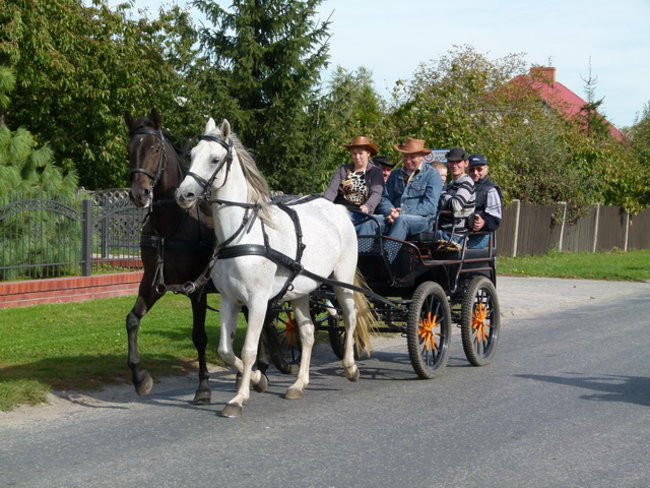 Za lisią kitą w Wilkowicach (zdjęcia)