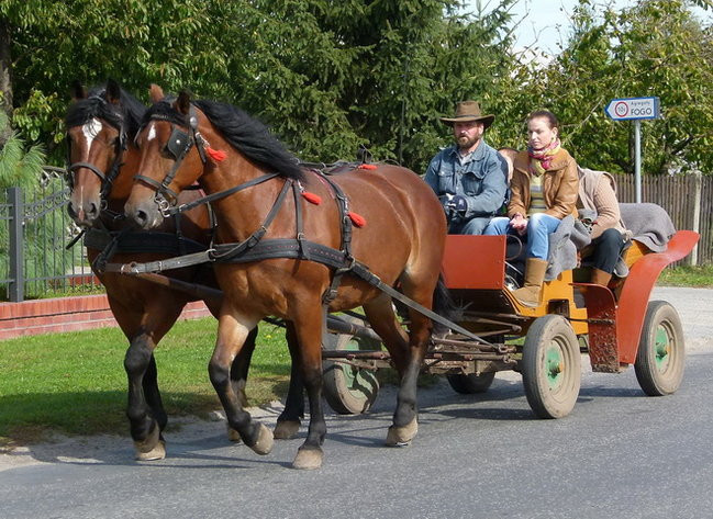 Za lisią kitą w Wilkowicach (zdjęcia)