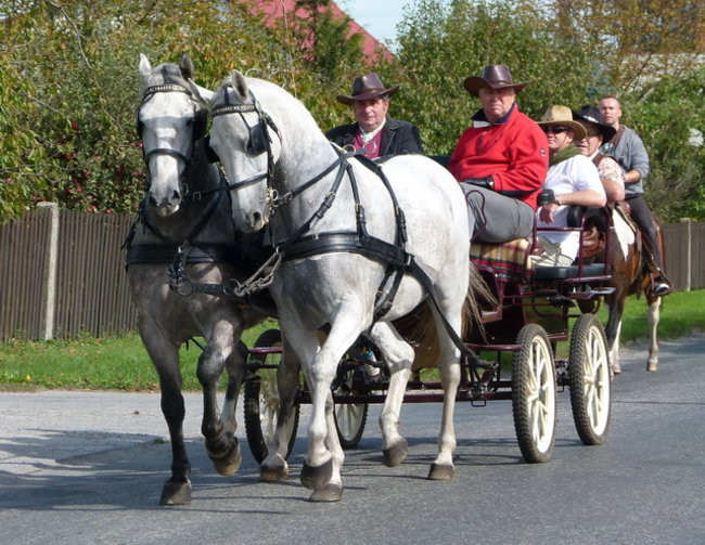 Za lisią kitą w Wilkowicach (zdjęcia)