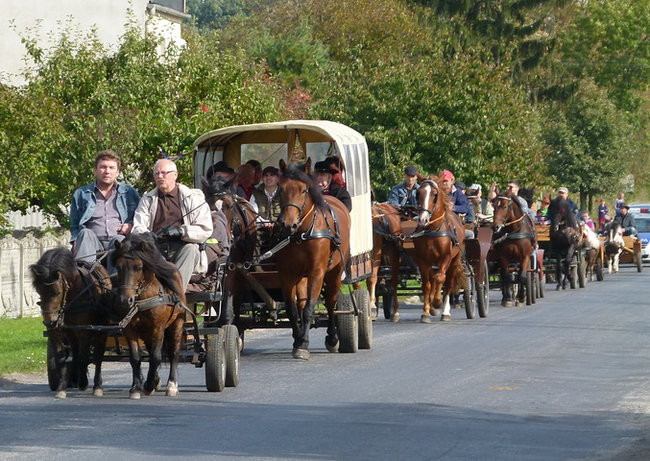Za lisią kitą w Wilkowicach (zdjęcia)