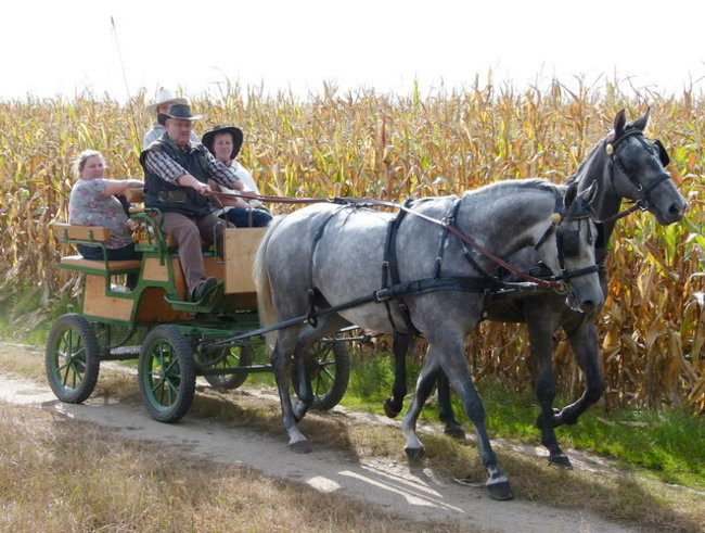 Za lisią kitą w Wilkowicach (zdjęcia)