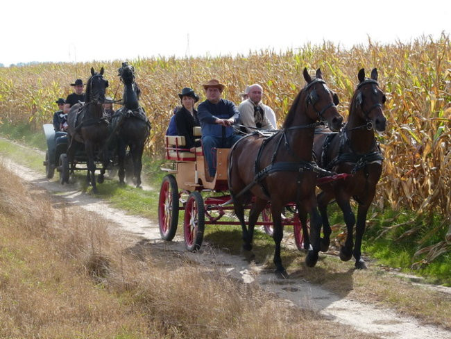 Za lisią kitą w Wilkowicach (zdjęcia)