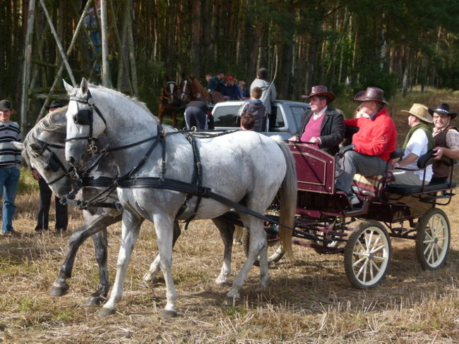 Za lisią kitą w Wilkowicach (zdjęcia)