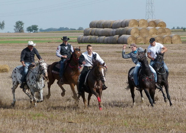 Za lisią kitą w Wilkowicach (zdjęcia)