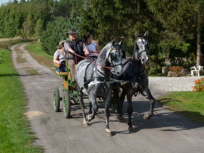 Za lisią kitą w Wilkowicach (zdjęcia)