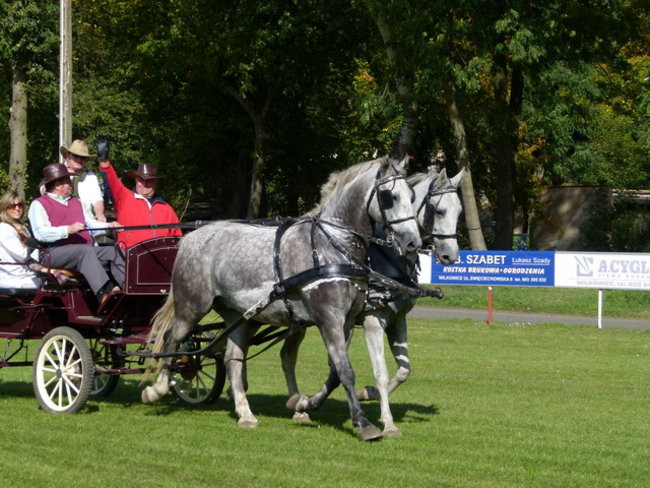 Za lisią kitą w Wilkowicach (zdjęcia)