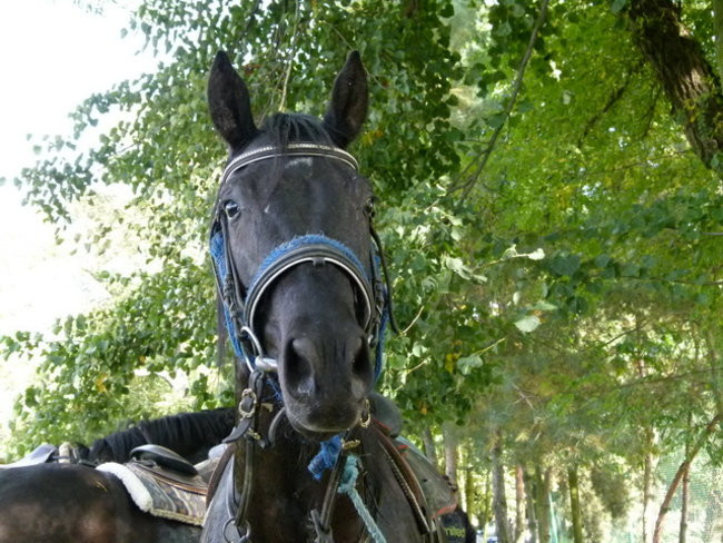 Za lisią kitą w Wilkowicach (zdjęcia)