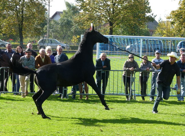 Potrójna impreza w Bukówcu (zdjęcia)