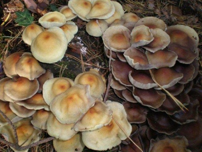 Dziś Dzień Drzewa (zdjęcia)