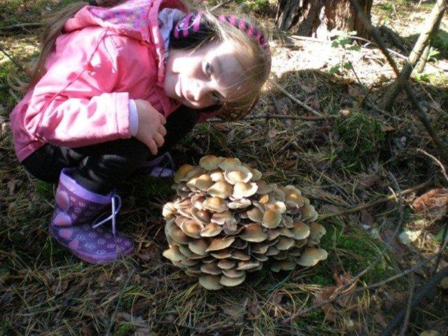 Dziś Dzień Drzewa (zdjęcia)