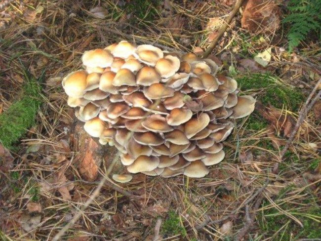 Dziś Dzień Drzewa (zdjęcia)