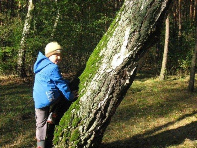 Dziś Dzień Drzewa (zdjęcia)