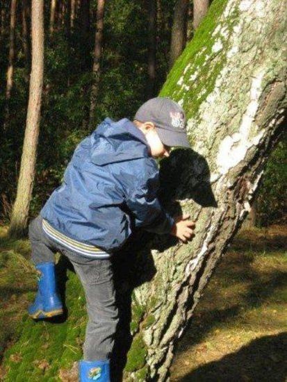 Dziś Dzień Drzewa (zdjęcia)