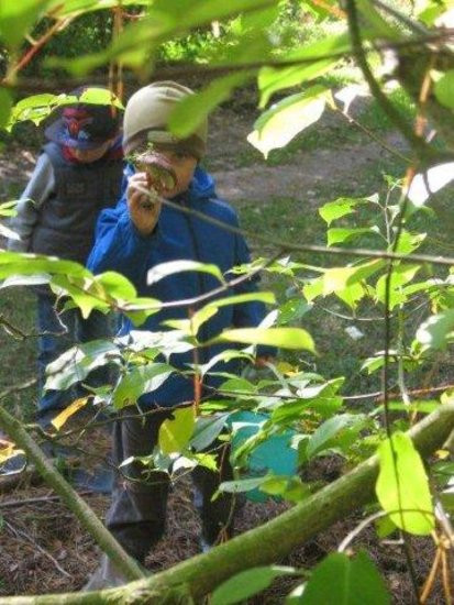 Dziś Dzień Drzewa (zdjęcia)