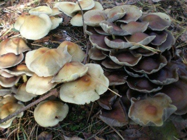 Dziś Dzień Drzewa (zdjęcia)