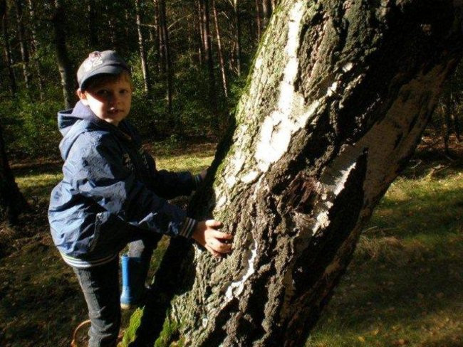 Dziś Dzień Drzewa (zdjęcia)