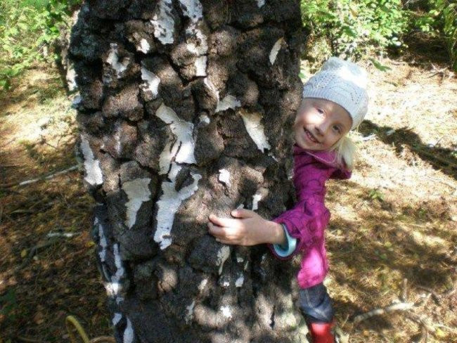 Dziś Dzień Drzewa (zdjęcia)