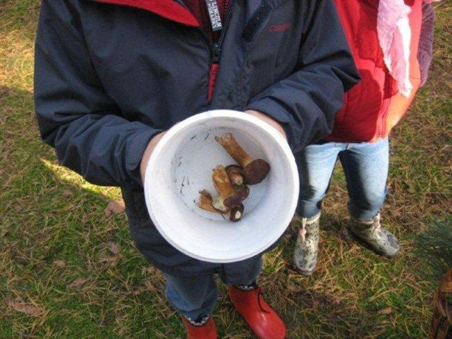 Dziś Dzień Drzewa (zdjęcia)