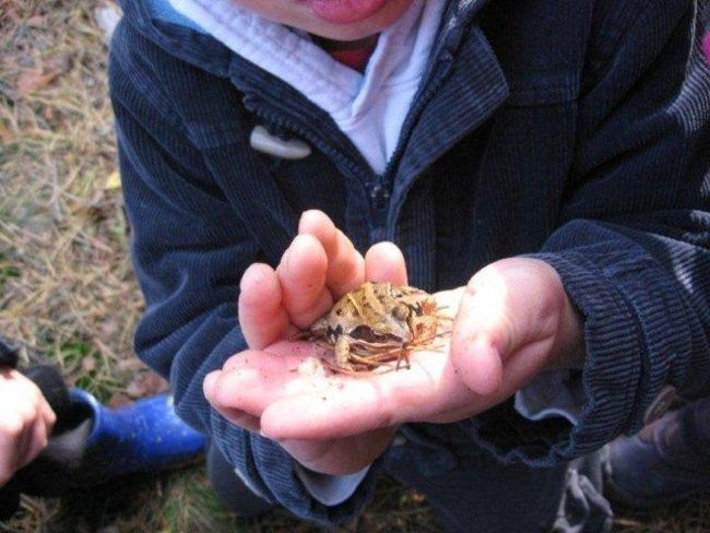 Dziś Dzień Drzewa (zdjęcia)