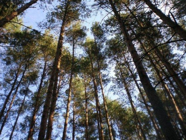 Dziś Dzień Drzewa (zdjęcia)