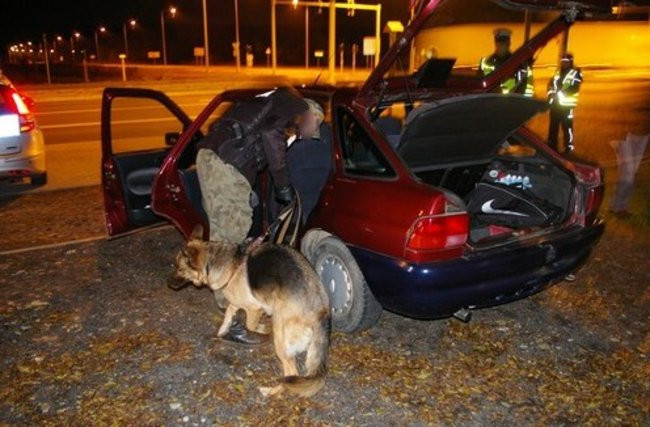 Kontrole z udziałem psów (zdjęcia)