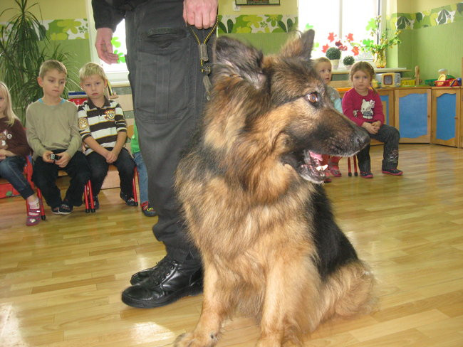 Rex w przedszkolu (zdjęcia)