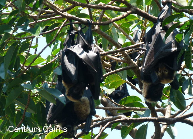 Jak na Dominickim (zdjęcia)