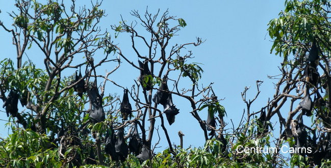 Jak na Dominickim (zdjęcia)