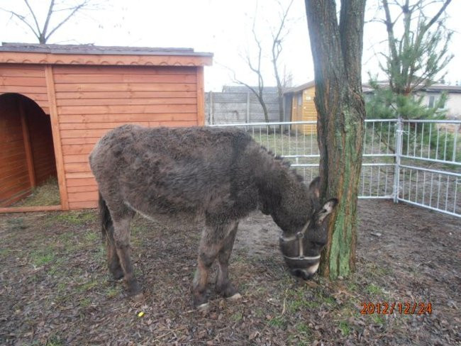 Święta w Brennie (zdjęcia)