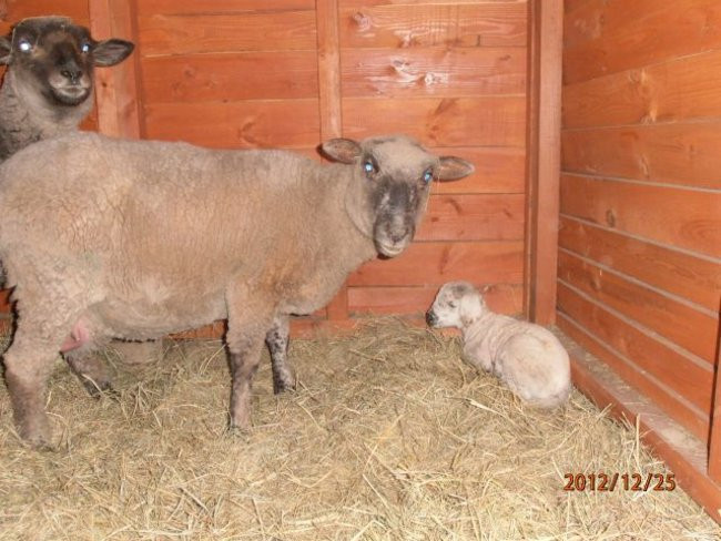 Święta w Brennie (zdjęcia)