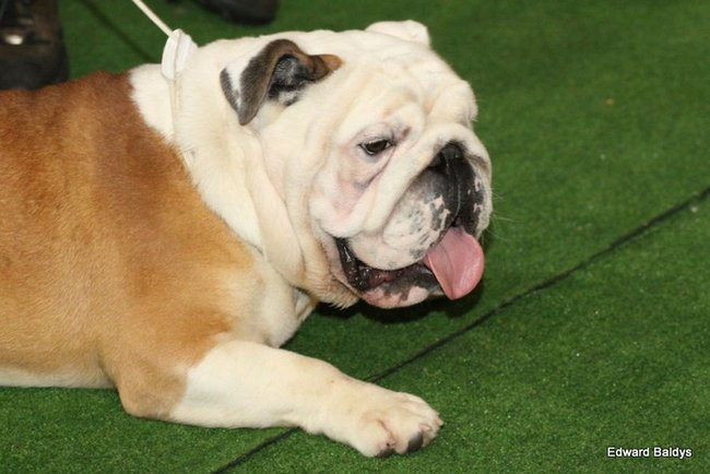 Brutus i Zuzia zwycięzcami wystawy psów (zdjęcia)