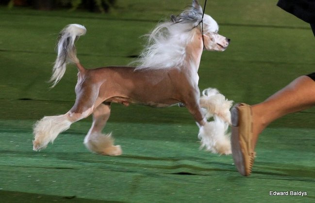 Brutus i Zuzia zwycięzcami wystawy psów (zdjęcia)