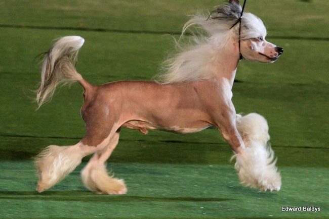 Brutus i Zuzia zwycięzcami wystawy psów (zdjęcia)