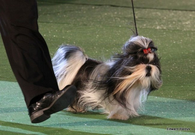 Brutus i Zuzia zwycięzcami wystawy psów (zdjęcia)