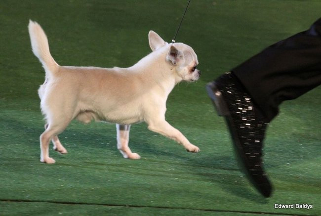 Brutus i Zuzia zwycięzcami wystawy psów (zdjęcia)