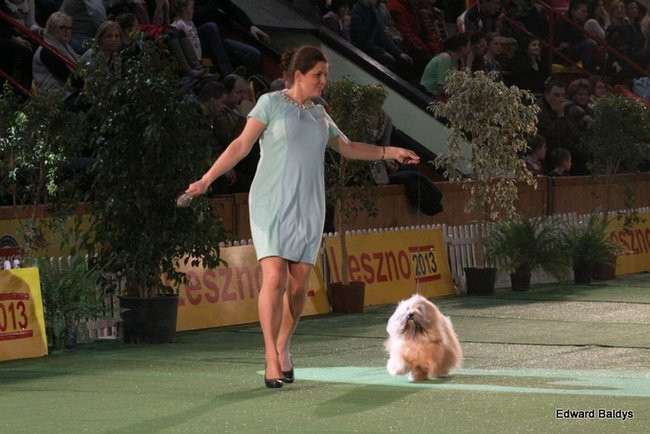 Brutus i Zuzia zwycięzcami wystawy psów (zdjęcia)