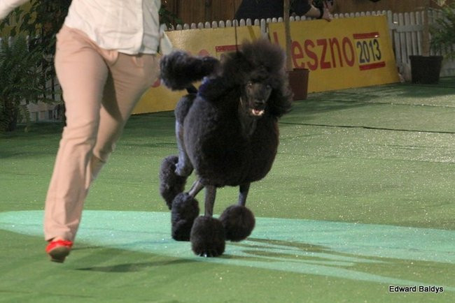 Brutus i Zuzia zwycięzcami wystawy psów (zdjęcia)