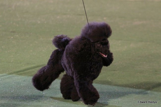 Brutus i Zuzia zwycięzcami wystawy psów (zdjęcia)