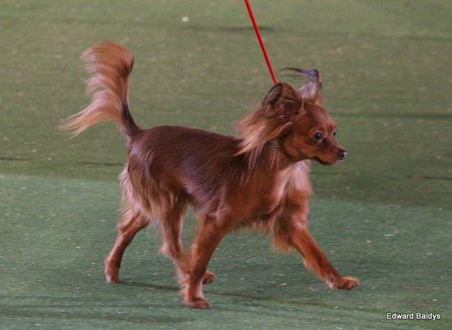 Brutus i Zuzia zwycięzcami wystawy psów (zdjęcia)