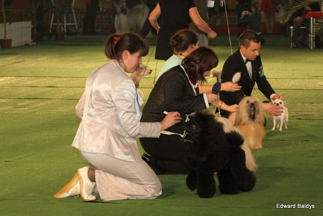 Brutus i Zuzia zwycięzcami wystawy psów (zdjęcia)