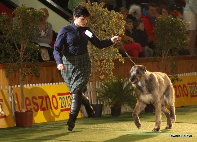 Brutus i Zuzia zwycięzcami wystawy psów (zdjęcia)