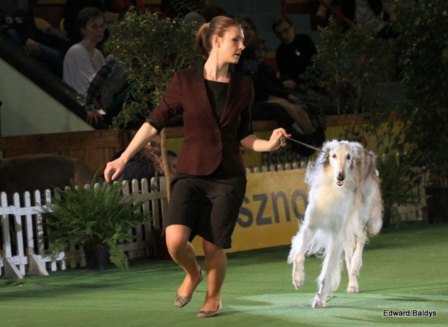 Brutus i Zuzia zwycięzcami wystawy psów (zdjęcia)