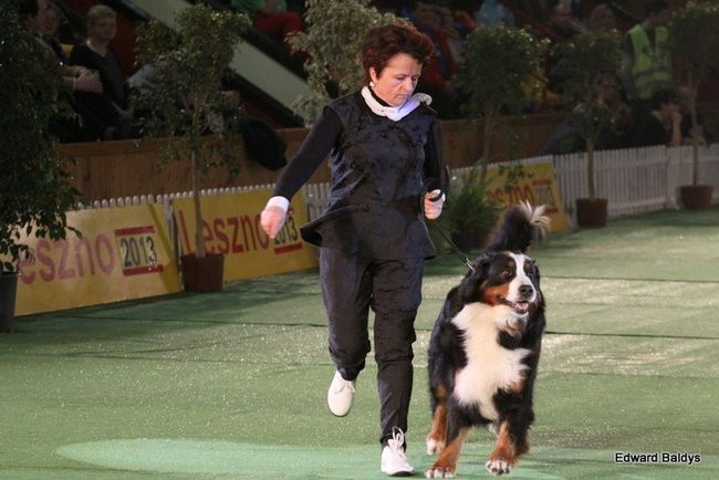 Brutus i Zuzia zwycięzcami wystawy psów (zdjęcia)