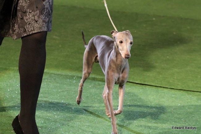 Brutus i Zuzia zwycięzcami wystawy psów (zdjęcia)